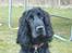 Cocker spaniel Carlo - Yes nu rejser du dig :D 