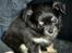Chihuahua Licabi's Alba - Alba 5 uger og 1 dag:)
