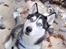 Siberian husky Tayson - Asnæs stranden i kalundborg.
11 måneder