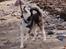 Siberian husky Tayson - Asnæs stranden i kalundborg.
11 måneder
