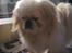 Pekingeser Nuser