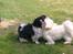 Pekingeser Nuser - Nuser sammen med "lillebror" Bimse....