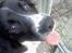 Engelsk springer spaniel coco