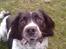 Engelsk springer spaniel coco