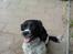 Engelsk springer spaniel coco