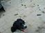 Engelsk springer spaniel coco
