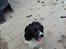 Engelsk springer spaniel coco