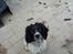 Engelsk springer spaniel coco