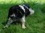 Engelsk springer spaniel coco