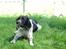 Engelsk springer spaniel coco