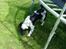 Engelsk springer spaniel coco