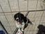 Engelsk springer spaniel coco