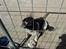 Engelsk springer spaniel coco