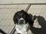Engelsk springer spaniel coco