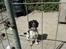 Engelsk springer spaniel coco