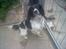 Engelsk springer spaniel coco