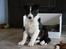 Border collie Balto - Balto sidder stolt forand sin midlertidige hundekurv :-)