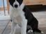 Border collie Balto - Balto, i egen høje "person" :-)