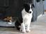 Border collie Balto - :-)