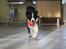 Border collie Balto - Balto og hans elskede røde bold :-)