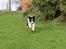 Border collie Balto - Balto i fuld firspring i haven - morgenfrisk? yes, det tror jeg nok! :-)