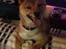 Shiba Max