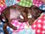 Blanding af racer Wilma (Labrador/dsg) - Meget træt lille hund