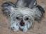 Chinese crested hårløs } Chelsy - 31. Marts, 2012.