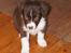 Australian shepherd Bosco - Bosco inden han måtte komme fra sin mor :)