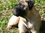 Bullmastiff Raya (Bullgrin's 'N Librrani No Mercy) - 5 måneder