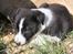 Border collie Balto - Søde lille Balto<3