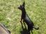 Dvaergpinscher Vappe