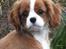 Cavalier king charles spaniel Murnley´s Bijou Avenue - Bijou - Bijou 14 uger