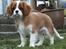 Cavalier king charles spaniel Murnley´s Bijou Avenue - Bijou - Bijou 14 uger