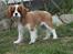 Cavalier king charles spaniel Murnley´s Bijou Avenue - Bijou - Bijou 14 uger