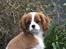 Cavalier king charles spaniel Murnley´s Bijou Avenue - Bijou - Bijou 14 uger