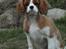 Cavalier king charles spaniel Murnley´s Bijou Avenue - Bijou - Bijou 14 uger