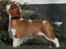 Cavalier king charles spaniel Murnley´s Bijou Avenue - Bijou - Bijou 14 uger
