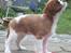 Cavalier king charles spaniel Murnley´s Bijou Avenue - Bijou - Bijou 14 uger - klikkertræning på musemåtte