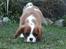Cavalier king charles spaniel Murnley´s Bijou Avenue - Bijou - Bijou 14 uger