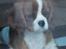 Cavalier king charles spaniel Murnley´s Bijou Avenue - Bijou - Bijou 14 uger  "Jeg vil også UD"