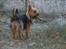 Australsk terrier Nellyson's Oops Me and the Mouse - RONJA - Hvor skal jeg gemme mit hjorteben så mor ikke snupper det og lægger det tilbage i fryseren!