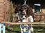 Engelsk springer spaniel Hannibal<3