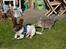 Engelsk springer spaniel Hannibal<3