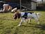 Engelsk springer spaniel Hannibal<3