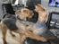 Airedale terrier Tessdale`s Magnificent prince (Ozzi) - Ozzi vil gerne ha`den sut,som Argo har i munden.