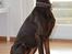 Dobermann RD Attractive Anastacia