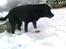 Labrador retriever Luna