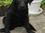 Labrador retriever Luna - Luna hvor hun ikke er så gammel ^^'