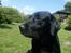 Labrador retriever Luna